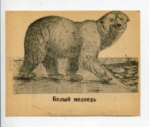 402970 USSR POLAR BEAR 1946 year Glavuchtehprom card