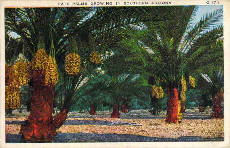 Date Palms Growing in Southern Arizona G174 Boers Unused White Border Postcard