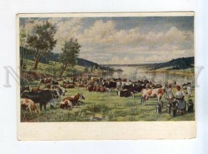 528766 USSR 1951 year Yakovlev Kolkhoz herd old postcard
