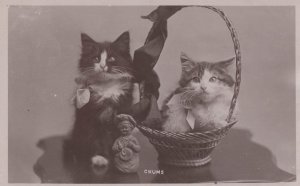 Chums Cat Kittens In Basket By Old Buddha Statue RPC Postcard