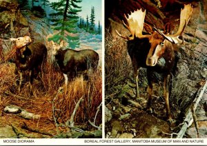 Canada Winnipeg Manitoba Museum Of Man and Nature Boreal Forest Gallery Moose...