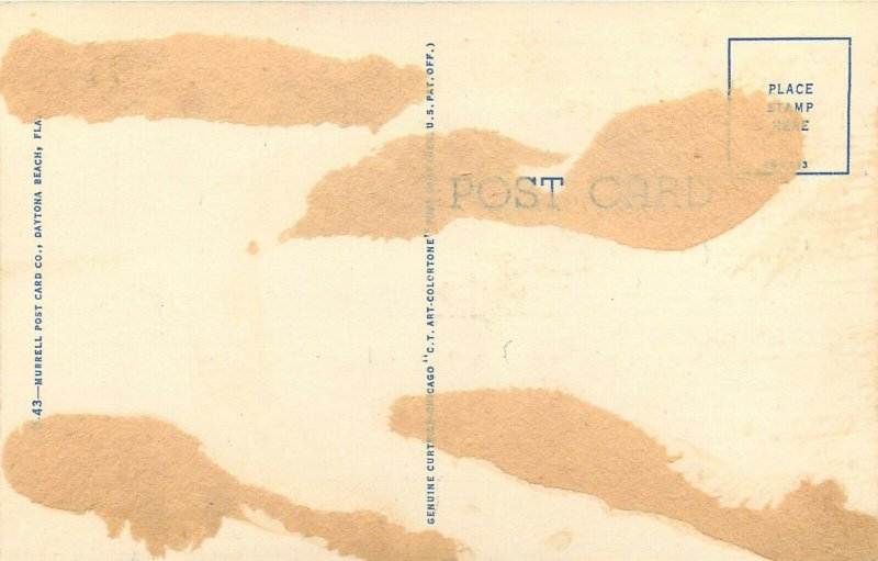 Sea Gulls Daytona Beach Florida FL Postcard