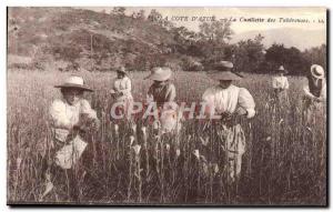 Old Postcard The Cote d & # 39Azur Picking tuberous