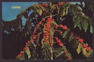 Kona Coffee,Hawaii Postcard 