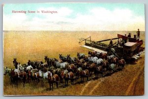 Wheat Harvesting Scene in Washington  Postcard  c1915