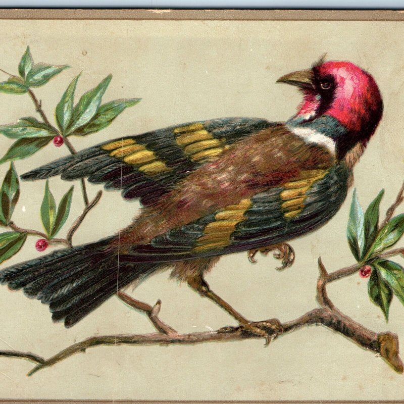 c1880s Fantasy Exotic Bird Embossed Litho Stock Large 5.75 Trade Card Rare 1L
