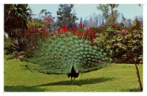 Birds - Peacock