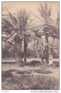 Man & A Camel, Un Coin Dans l'Oasis De Gabes, Tunisia, Africa, 1900-1910s