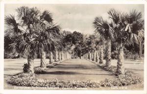 Ocala Florida~Silver Springs Entrance~Palm Tree Rows~1940s RPPC Postcard