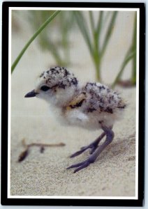 Postcard - Plover chick, California's Central Coast - California