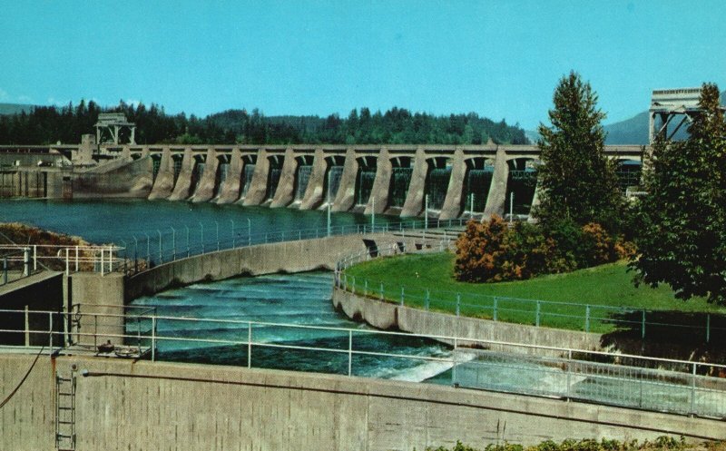 Vintage Postcard Fish Ladder And Bonneville Oregon-Washington Anderson Sundry