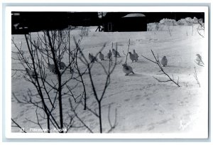 Ptarmigan Alaska RPPC Photo Postcard Snow Birds Walking at Winter Scene c1940's