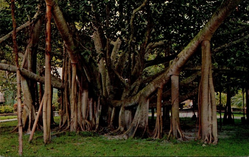 Hawaii Maui Giant Banyan Tree Oldest In The Islands