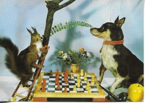 Dog and squirrel playing chess Modern Spanish photo postcard 1970s