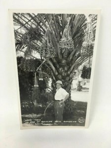 Frashers RPPC Postcard Indio Calif Date Garden Fruit Tree Dates Man AZO