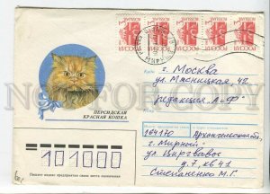 447817 RUSSIA 1990 year Usova persian red cat 1994 real posted COVER