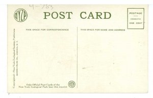 Birds - Young Screech Owls