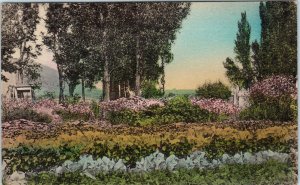WELLS, NV Nevada   Flower Garden SCHOER'S RANCH c1930s  Elko County  Postcard