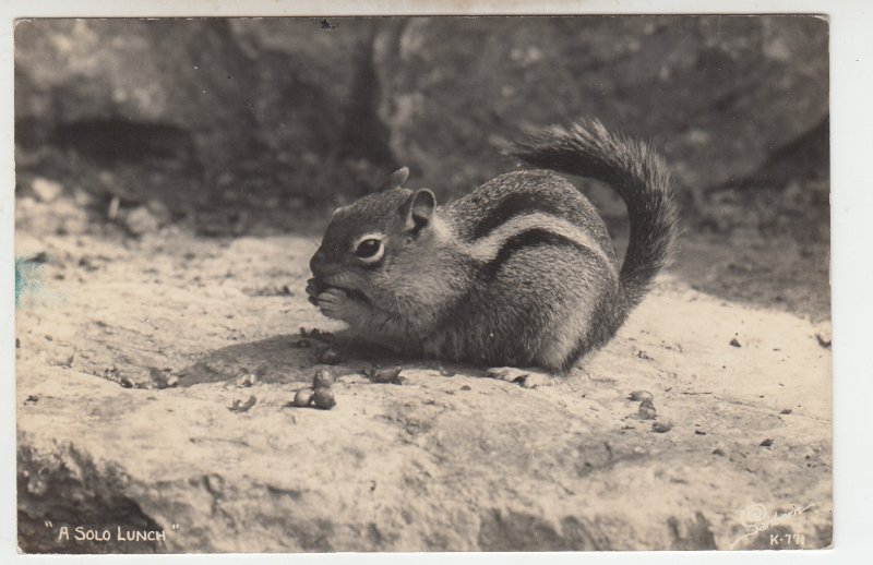 P2013, old ekc RPPC a solo lunch acorns chipmunk unused