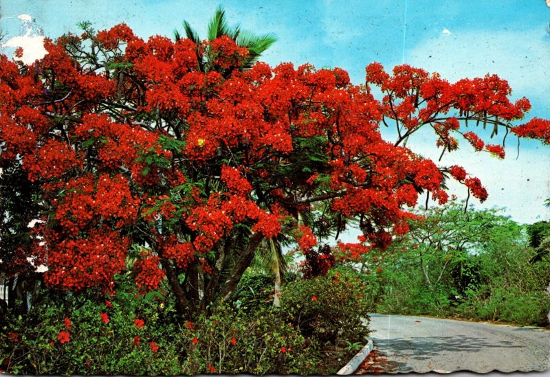 Puerto Rico National Flower Tree The Flamboyant Tree