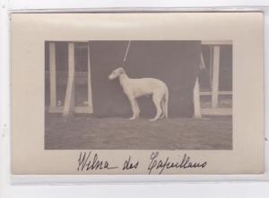 St-CYPRIEN : carte photo chenil du domaine des capeillans dressage chiens dom...