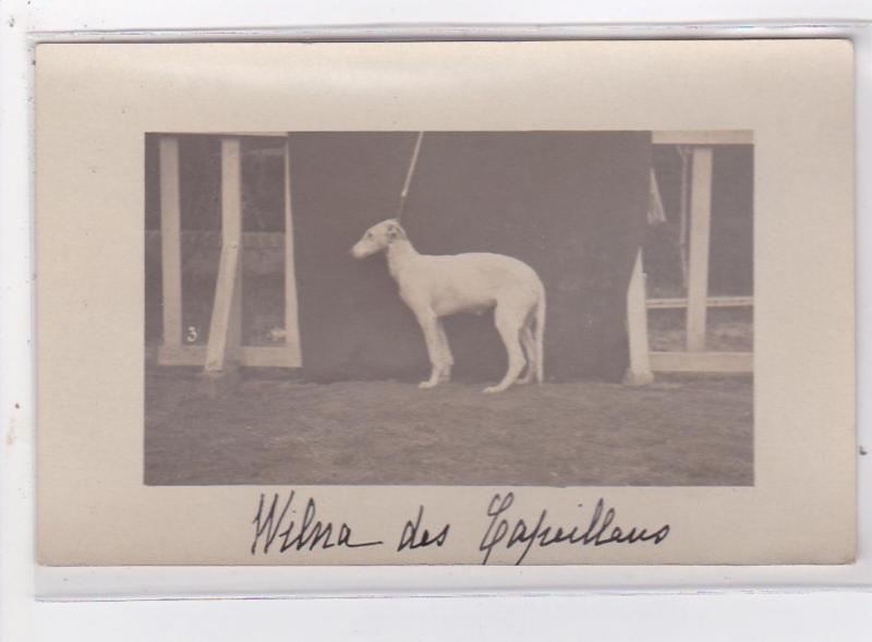 St-CYPRIEN : carte photo chenil du domaine des capeillans dressage chiens dom...