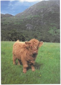 Scottish Highland Calf.  cute.