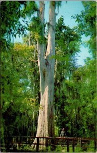 Florida Lake Wales Cypress Tree On Lake Pierce