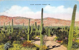 Rodeo New Mexico 1944 Postcard Giant Sahuaro Cactus Forest