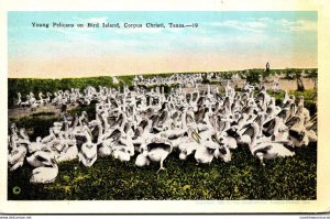 Texas Corpus Christi Young Pelicans On Bird Island