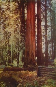 1940s California Redwoods - Vintage Printed Postcard