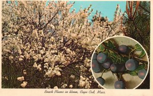Postcard Beach Plums Native Blooms In June Makes Jelly Cape Cod Massachusetts MA