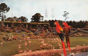 Mac And Marshall, Two Scarlet Macaws Parrot 1959 