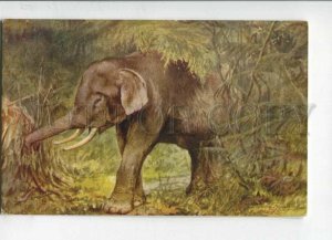 3146564 Charming ELEPHANT in Forest Vintage TUCK #3210 PC