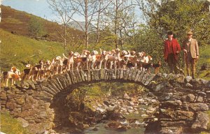 US57 UK England Ambleside Coniston Foxhounds on Sweden bridge hunting fox