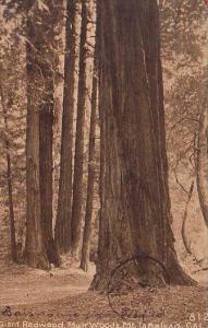 Giant Redwood Muirwoods Mountain Tamalpasi California 1913