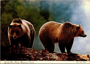 Grizzly Bear Rocky Mountains Canada 1972