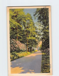 Postcard Road Flowers Trees Nature Scenery