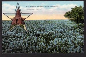 Bluebonnets Texas State Capitol Postcard 5765