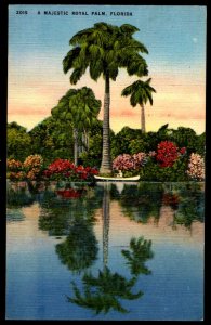 Florida A Majestic Royal Palm Tree 1947 - Linen