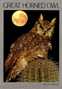 Birds Great Horned Owl Arizona Desert