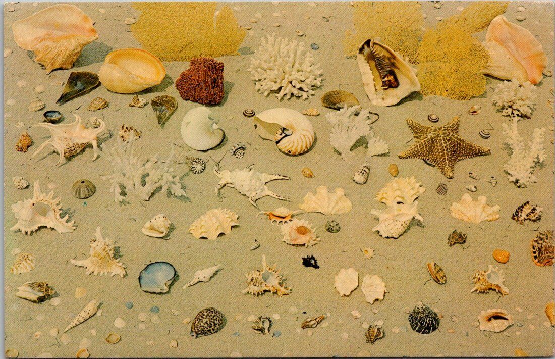 Florida Seashells  Topics - Other, Postcard / HipPostcard