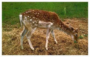 Postcard ANIMAL SCENE Lincoln Illinois IL AU2647