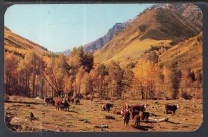 Cattle in the High Country BIN