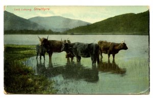 UK - Scotland, Loch Lubnaig. Strathyre