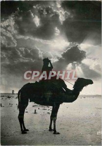 Postcard Collection Modern Art Africa Camel Crepuscule