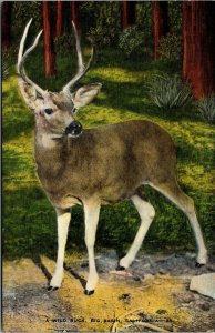 Vtg 1940s Wild Buck Deer Big Basin California CA Unused Linen Postcard