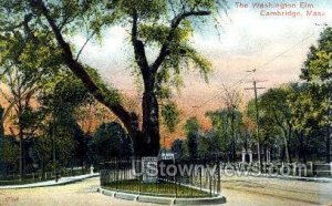 Washington Elm - Cambridge, Massachusetts MA Postcard