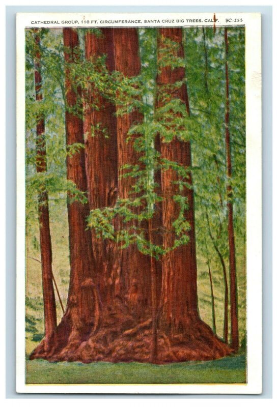 c. 1930 Cathedral Group Redwood Trees Santa Cruz, CA. Postcard F91