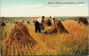 Canada Miles of Wheat in Saskatchewan Vintage Postcard C057